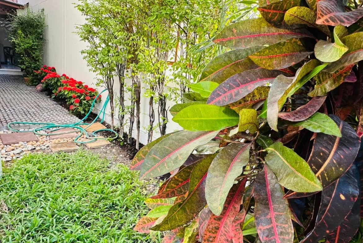 Single House (Sukhumvit 31)